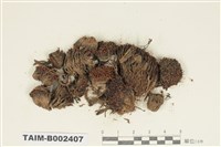 藏品(砂苔屬)的圖片